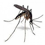 Профессиональные средства от комаров